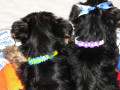 Puppy name collars