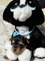Puppy with Teddy