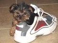 Puppy in Shoe