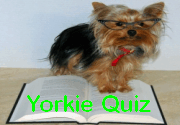 Yorkie Quiz